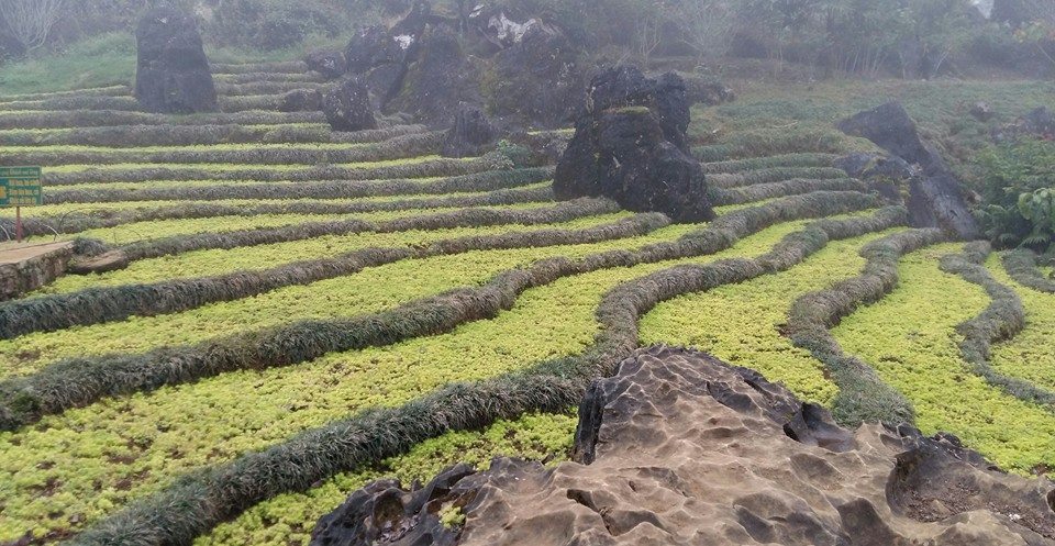 ruongbacthang