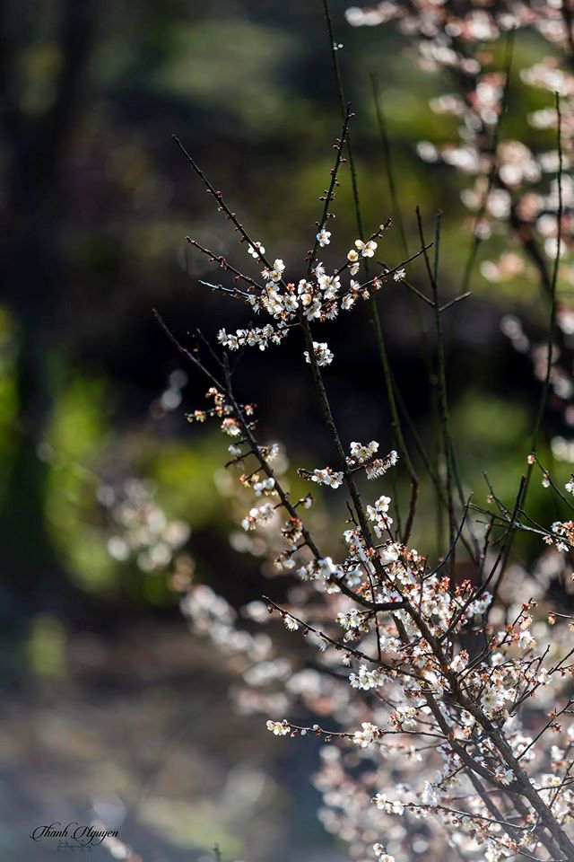 lung_linh